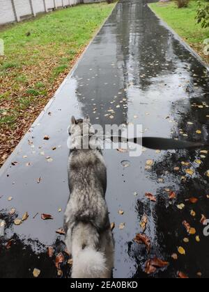 Un cane usky siberiano ​​for una passeggiata nel parco al guinzaglio Foto Stock