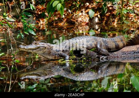 Un caimano spettacolare, coccodrillo di Caiman, crogiola su un tronco nella foresta pluviale. Foto Stock