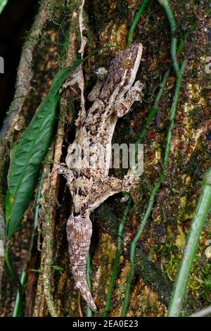 Un geco con coda di rapaci, Thecadactylus rapicauda, che sale su un tronco di albero. Foto Stock