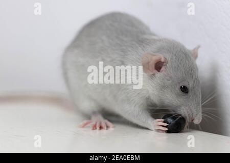 Un simpatico ratto grigio poco decorativo mangia mirtilli deliziosi e succosi. Primo piano del roditore Foto Stock