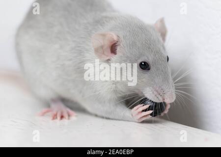 Un simpatico ratto grigio poco decorativo mangia mirtilli deliziosi e succosi. Primo piano del roditore Foto Stock