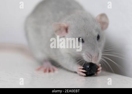 Un simpatico ratto grigio poco decorativo mangia mirtilli deliziosi e succosi. Primo piano del roditore Foto Stock