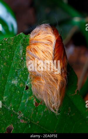 Un bruco di falce, Megalopyge sp, strisciando su una foglia. Foto Stock