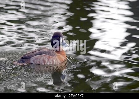 Minore Scaup - Aythya affinis - femmina in acqua Foto Stock