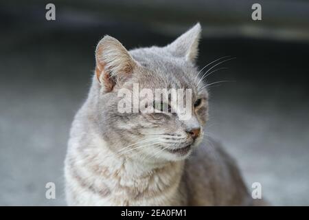 Verde felino occhi gatto faccia ritratto primo piano, felino animali da compagnia sfondo Foto Stock
