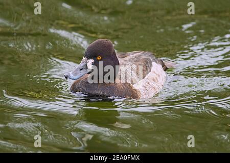 Minore Scaup - Aythya affinis - femmina in acqua. Canada Foto Stock