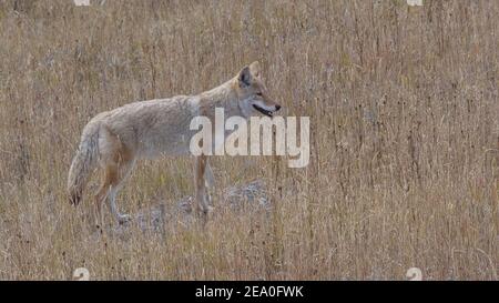 un coyote si ferma su una roccia nel parco nazionale di yellowstone nel wyoming, stati uniti Foto Stock