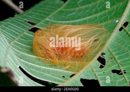 Megalopyge sp, che strisciando su una foglia, sembra una parrucca Donald Trump. Foto Stock