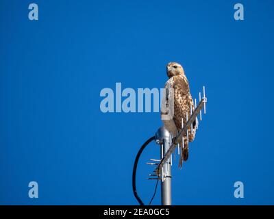 Hawk con coda rossa sull'antenna Foto Stock