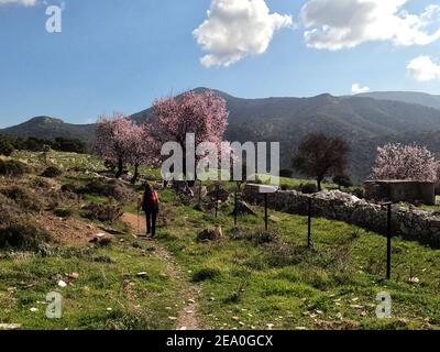 Donna trekking da alberi di mandorle in piena fioritura rosa, Monte Hymetto, Grecia Foto Stock