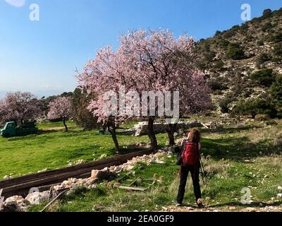Donna escursionista con zaino rosso che fotografa un albero di mandorle in fiore rosa pieno, Mt Hymettus nel mese di febbraio, Grecia Foto Stock