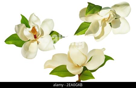 Bellissimi fiori della magnolia Meridionale ( Magnolia grandiflora ). Isolato su sfondo bianco Foto Stock