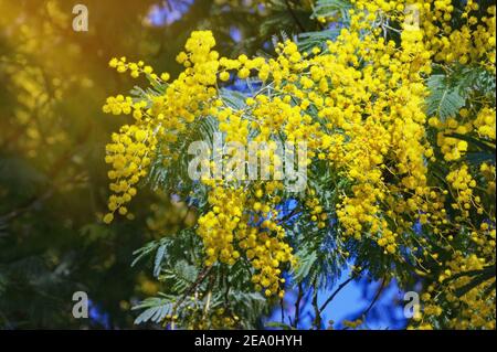 Ramo di Acacia deambata albero con fiori giallo brillante in giardino nella soleggiata primavera giorno Foto Stock