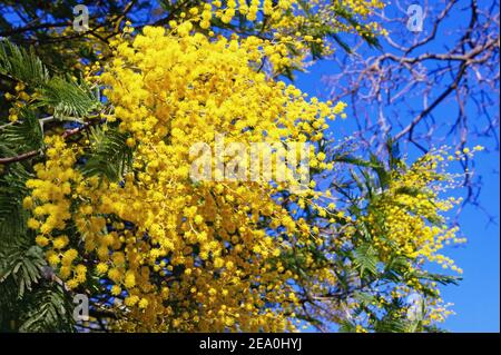 Inizio della molla. Fiori gialli luminosi di Acacia deambata albero contro cielo blu e rami di albero ancora senza foglie Foto Stock