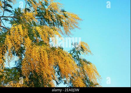 Fiori gialli di Acacia dealbata albero contro il cielo in sole primavera giorno. Spazio di copia Foto Stock