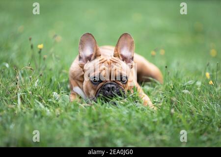 Giovane bulldog francese sdraiato su prato verde erba al sole. Ritratto di cane animale domestico in natura. Foto Stock