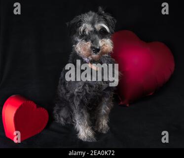 felice giorno di san valentino in miniatura schnauzer razza cane con un rosso palloncino a forma di cuore su sfondo nero Foto Stock
