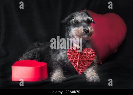 felice giorno di san valentino in miniatura schnauzer razza cane con un rosso palloncino a forma di cuore su sfondo nero Foto Stock