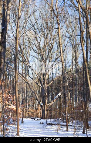 Una grande quercia bianca matura al mattino d'inverno innevato. L'immagine è composta da molti subframe e ha una risoluzione finale di circa 190 megapixel. Foto Stock