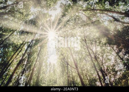 immagine velata del sole che filtra attraverso i rami di alcuni alberi alti in una foresta, orizzontale Foto Stock