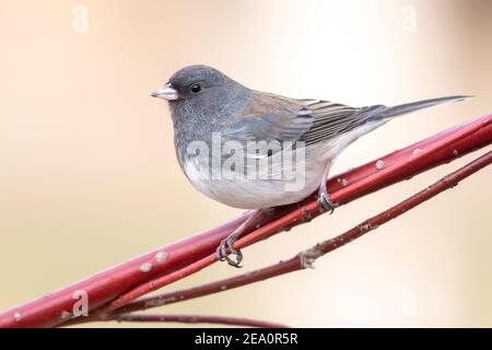 Junco dall'occhio scuro (Junco hyemalis), arroccato sull'arto, Winter, e USA, di Dominique Braud/Dembinsky Photo Assoc Foto Stock