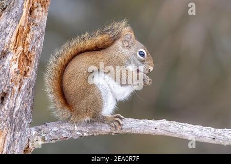 Squirrel Rosso Americano (Tamiasciurus hudsonicus), Inverno, e Nord America, di Dominique Braud/Dembinsky Photo Assoc Foto Stock