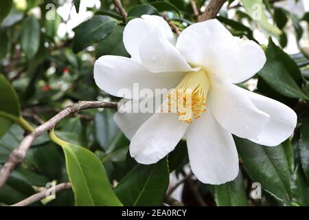 Camellia japonica ‘Lily Pons’ Lily Pons camellia - Grande fiore bianco con lunghi petali a cucchiaio, febbraio, Inghilterra, Regno Unito Foto Stock