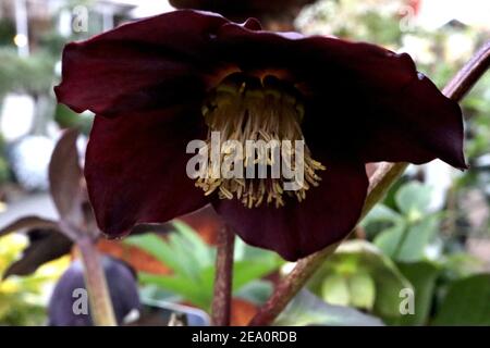 Helleborus x hybridus ‘Lucy Black’ Hellebore Lucy Black – molto profondo viola nero fiore rivolto verso l'esterno, febbraio, Inghilterra, Regno Unito Foto Stock