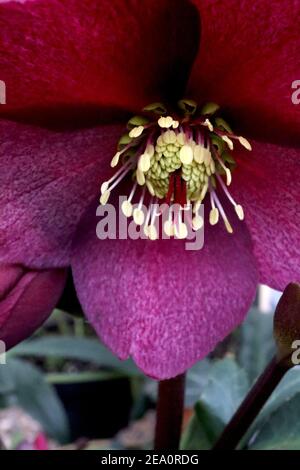 Helleborus HGC Ice ‘n’ Roses Red’ Hellebore Ice ‘n’ Roses Red - fiore rosso profondo rivolto verso l'esterno, febbraio, Inghilterra, Regno Unito Foto Stock