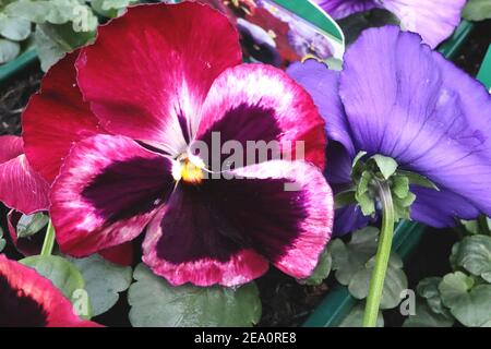 Viola x wittrockiana ‘Matrix Sunrise’ F1 Pansy Matrix Sunrise – Grande fiore in ceramica con macchia di borgogna e alone bianco, febbraio, Inghilterra, Regno Unito Foto Stock