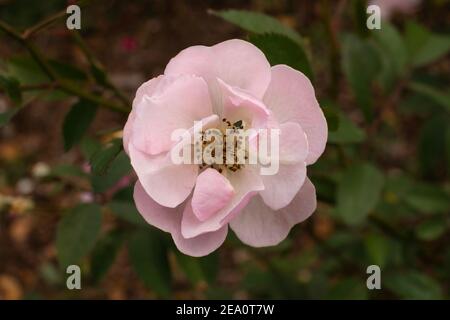 Rosa pallido isolato in un giardino. Foto Stock