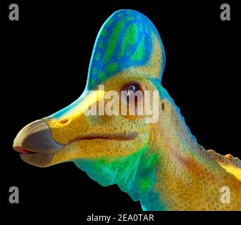 Capo di un dinosauro coritosauro Foto Stock