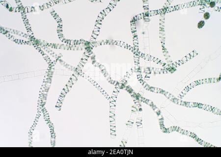 Alghe Spirogyra, micrografia leggera Foto Stock