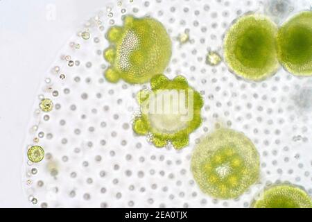 Alghe verdi Volvox, micrografia leggera Foto Stock