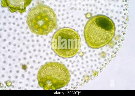 Alghe verdi Volvox, micrografia leggera Foto Stock