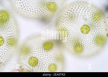 Alghe verdi Volvox, micrografia leggera Foto Stock