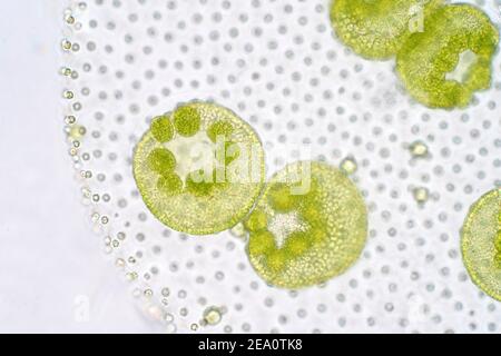 Alghe verdi Volvox, micrografia leggera Foto Stock