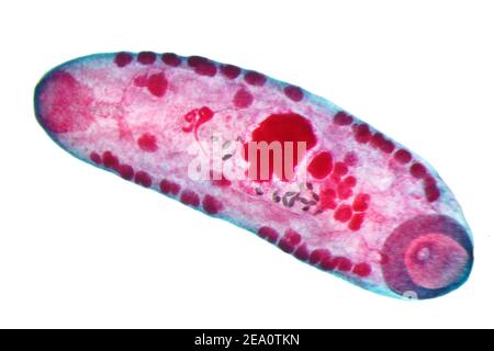 LIVER fluke, micrografia leggera Foto Stock