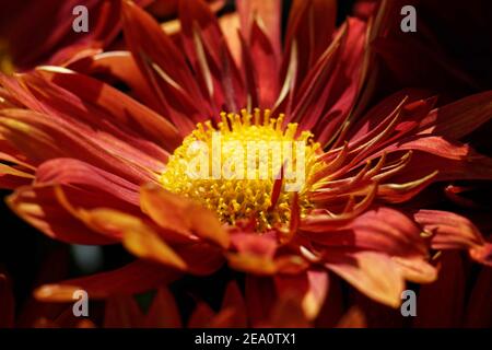 Red Daisy Chrysanthemum è coperto di splendidi fiori rossi margherita con occhi gialli alle estremità dei gambi, dall'inizio alla fine della caduta. Foto Stock