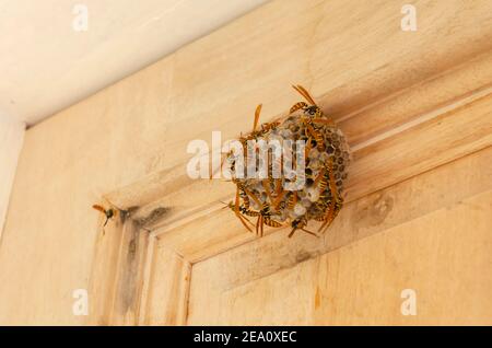 Polistes Exclamans su nidi fatti su UNA porta Foto Stock