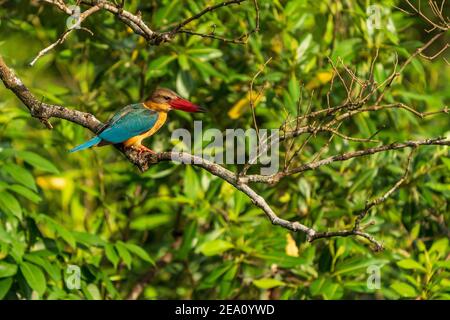 Un singolo kingfisher fatturato da Stork arroccato in un albero della foresta di mangrovie a Pasir Ris, Singapore Foto Stock