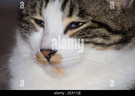 primo piano ritratto di un gatto sonnolento Foto Stock
