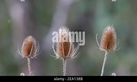 teste di semi marroni di una teasel con grigio naturale e. sfondo verde Foto Stock