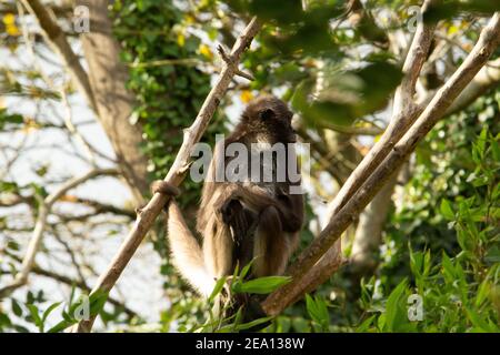 Scimmia ragno marrone (Ateles hybridus) una scimmia ragno marrone che si rilassa in un albero con la luce del mattino Foto Stock