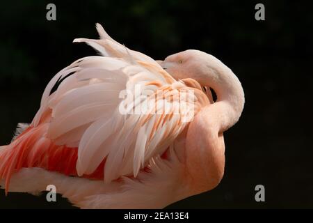 Fenicottero cileno (fenicottero chilensis) Fenicottero cileno preening con sfondo marrone naturale Foto Stock