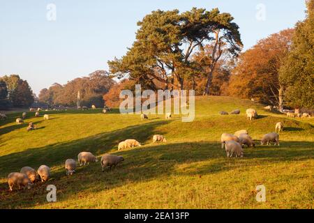 Pascolo di pecore in un campo a Wichelsea, Sussex orientale, Regno Unito Foto Stock