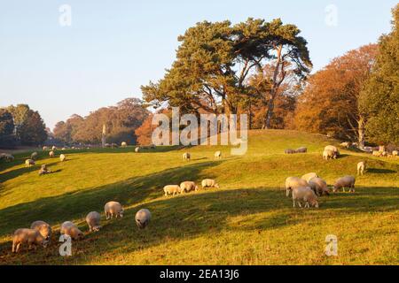 Pascolo di pecore in un campo a Wichelsea, Sussex orientale, Regno Unito Foto Stock