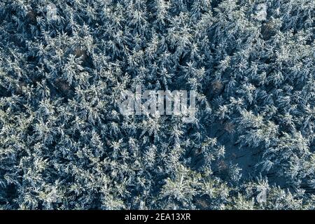 Foresta densa nevosa in inverno Foto Stock