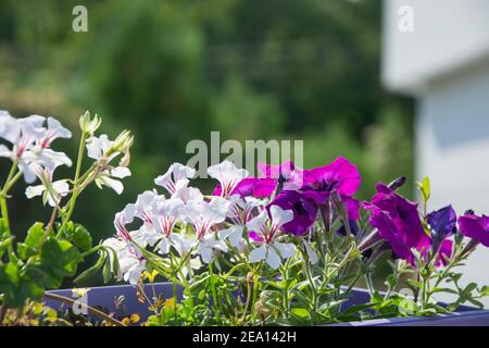 Bella fioritura Geranium, bianco Pellargonio fiori e porpora mattina gloria (Ipomea) fiore in un vaso, piante casa, giardinaggio Foto Stock