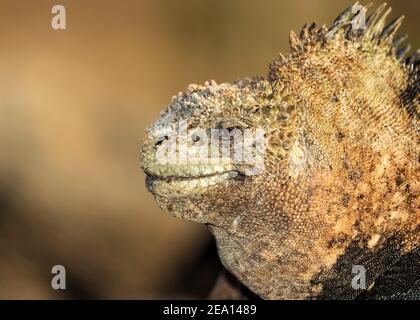 Iguana Marina a Galapagos, Isola di San Cristobal. Galapagos è un sito patrimonio dell'umanità dell'Equadoriana del Pacifico. Foto Stock